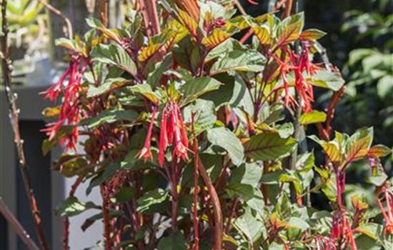 Geranien & Fuchsien überwintern