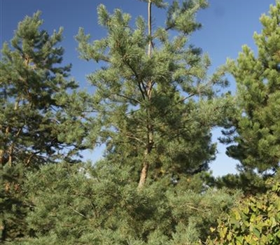 Pinus sylvestris Nr.450