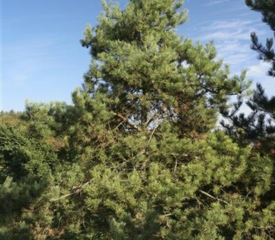 Pinus sylvestris Nr.469