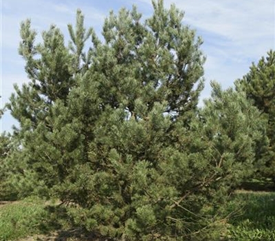 Pinus sylvestris Nr. 403