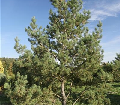 Pinus sylvestris Nr. 340