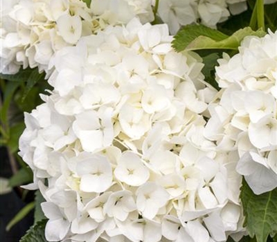 Hydrangea macrophylla 'Soeur Thérèse'