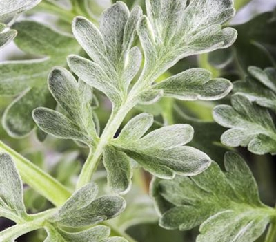 Artemisia absinthium