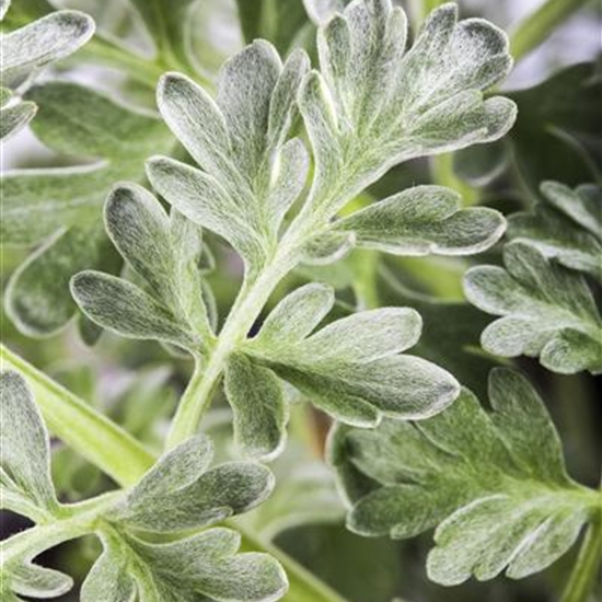 Artemisia absinthium