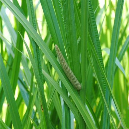 Acorus calamus