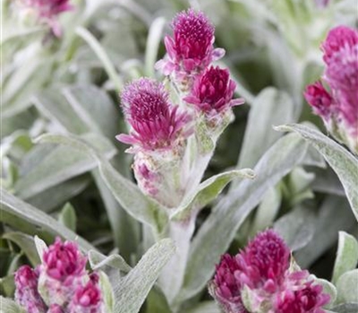 Antennaria dioica 'Rubra'