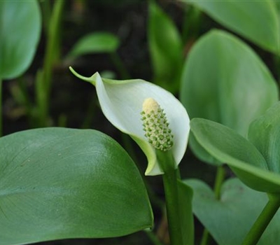 Calla palustris