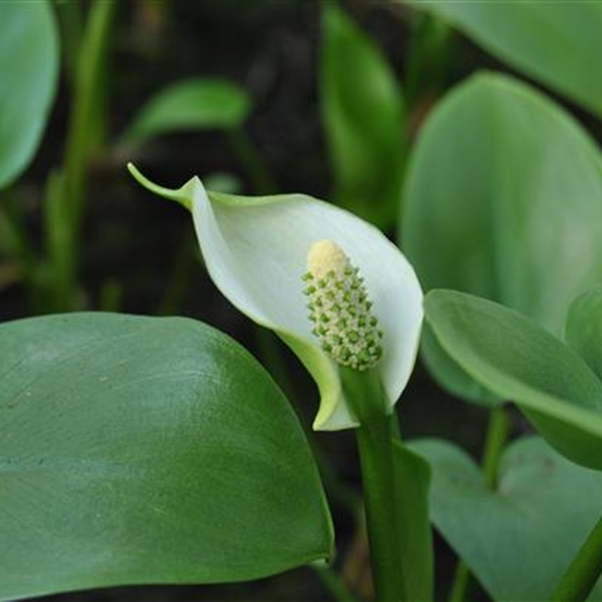 Calla palustris