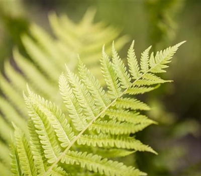 Dryopteris affinis