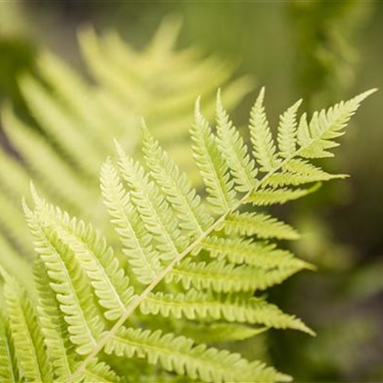 Dryopteris affinis