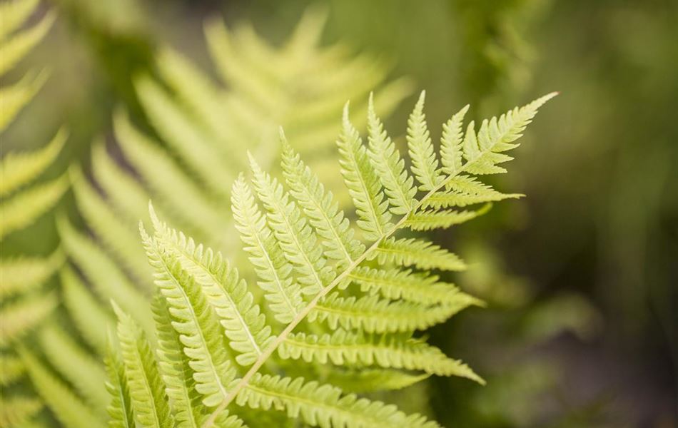 Dryopteris affinis