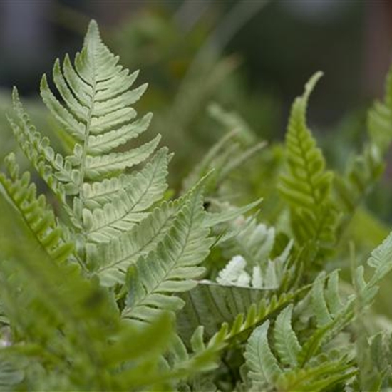 Dryopteris erythrosora 'Prolific'