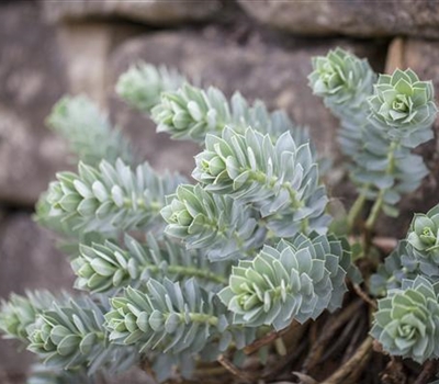 Euphorbia myrsinites