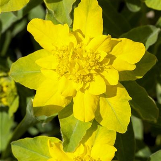 Euphorbia epithymoides