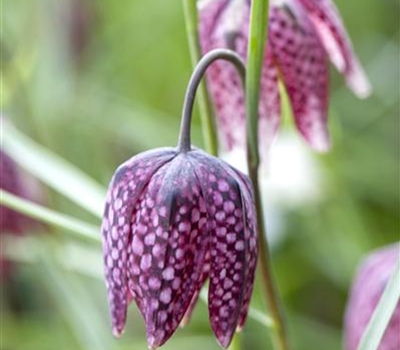 Fritillaria meleagris