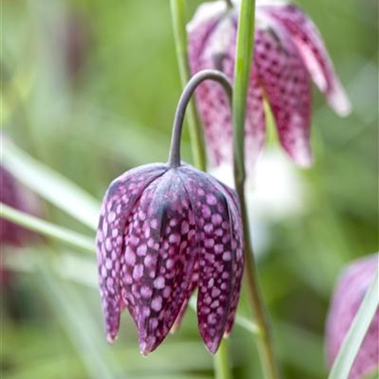 Fritillaria meleagris