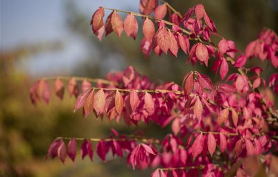 Was tun mit dem Herbstlaub?