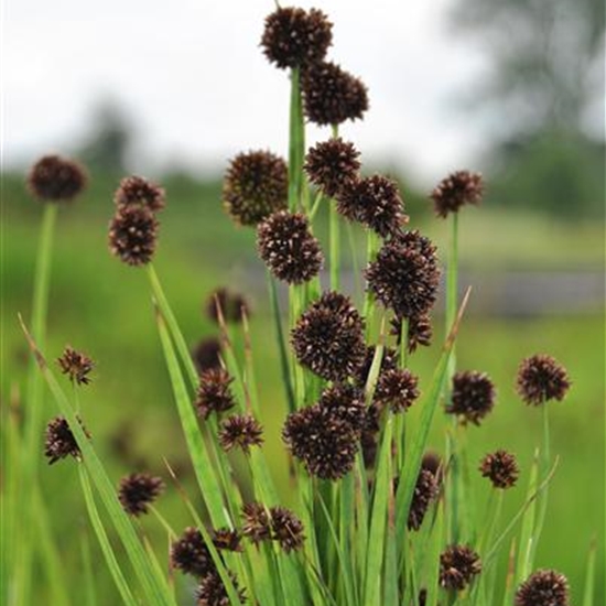 Juncus ensifolius