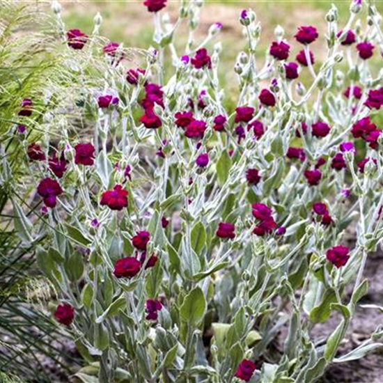 Lychnis coronaria