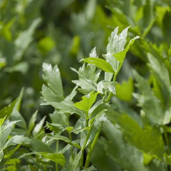 Levisticum officinale