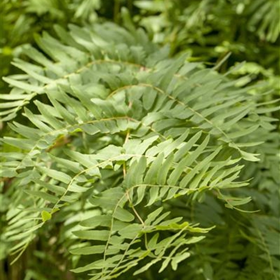 Osmunda regalis