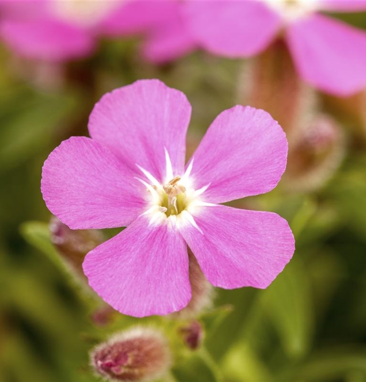 Garten-Polster-Seifenkraut 'Bressingham'