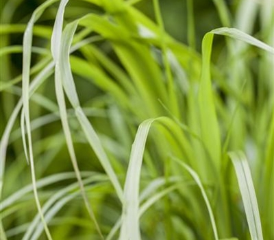 Calamagrostis brachytricha