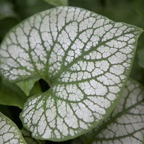 Brunnera macrophylla 'Jack Frost'