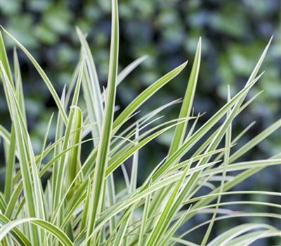 Carex 'Feather Falls'