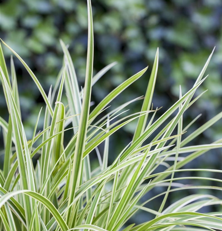 Carex 'Feather Falls'