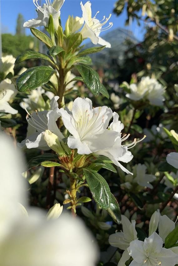 Rhododendron spp. weiss (3).JPEG